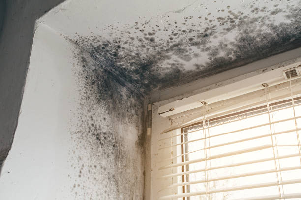 Affordable Black Mold Remediation solutions in Hanover, MD