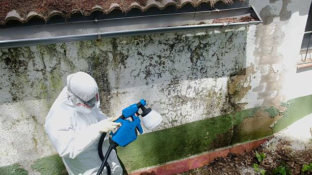 Top rated local Black Mold Remediation specialists in Hanover, MD